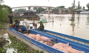 Gia tăng tình trạng buôn lậu heo ở biên giới Tây Nam