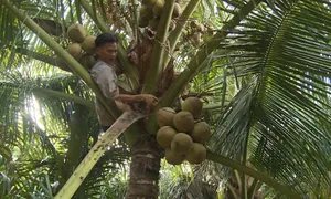 Người đàn ông tàn nhưng không phế