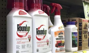 Nguy cơ ung thư từ thuốc diệt cỏ Glyphosate