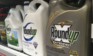 Áp dụng biện pháp sinh học thay cho phun thuốc diệt cỏ chứa Glyphosate