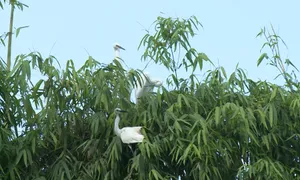 Vườn cò Bằng Lăng