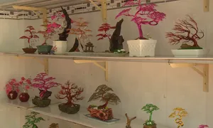 Độc đáo Bonsai làm từ dây đồng