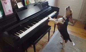 Chú chó trổ tài vừa hát vừa chơi piano