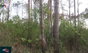 Điều tra vụ đầu độc rừng thông tại Lâm Đồng