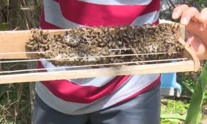 Triển vọng với nghề nuôi ong ruồi lấy mật