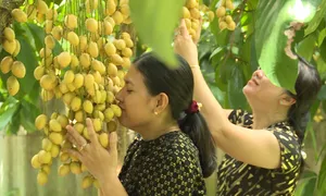 Cần Thơ vào mùa trái cây trĩu quả