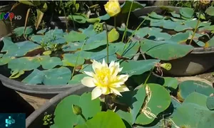 Độc đáo giống hoa sen quý nở hàng trăm cánh tại Quảng Nam