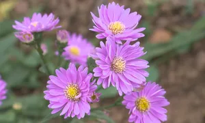 Bâng khuâng đồi hoa thạch thảo