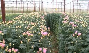 Nông dân chuyển hướng trồng hoa xuất khẩu