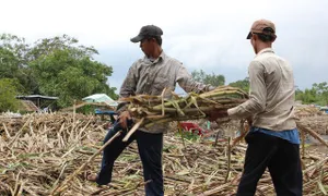 Nông dân ĐBSCL với nỗi lo không bán được mía