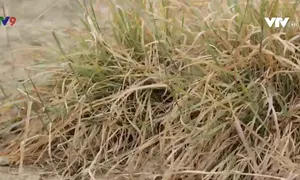 Giải pháp hợp tác nghiên cứu hạn chế thiệt hại, quản lý bệnh bạc lá lúa