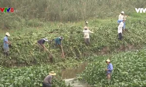 Quảng Nam chống hạn mặn, tiết kiệm nước tưới