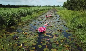 Nghề hái bông súng, lấy ngắn nuôi dài