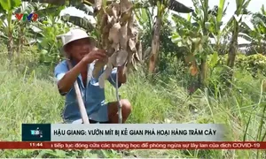 Hậu Giang: Vườn mít bị kẻ gian phá hoại