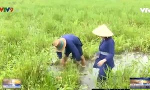 Một ngày làm nông dân đi khẩn hoang