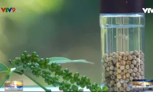 Chăm sóc tiêu bằng trứng, sữa thu về hạt tiêu như kẹo