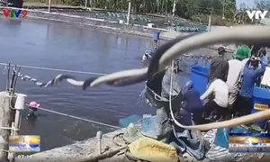 Cảnh giác với thủ đoạn trộm tôm ở Cà Mau
