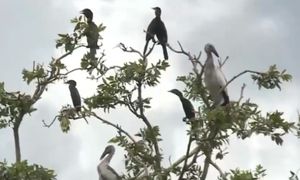 Vườn chim thiên nhiên giữa khu bảo tồn sinh thái Đồng Tháp Mười