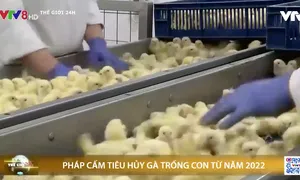 Pháp cấm tiêu huỷ gà trống con