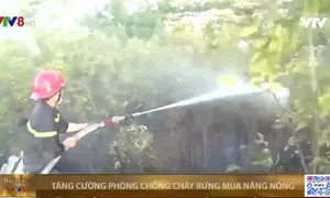 Bình Định cảnh giác cháy rừng mùa nắng nóng