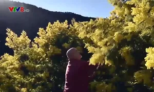 Mùa thu hoạch hoa Mimosa ở nước Pháp