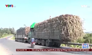 Nghịch lý vùng mía Phú Yên: Nông dân bán mía ra ngoài tỉnh