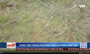 Nóng tình trạng phá rừng tại Kon PLông, Kon Tum