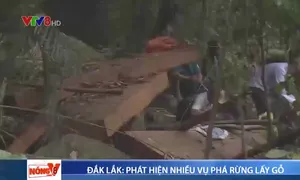 Đắk Lắk phát hiện nhiều vụ phá rừng lấy gỗ