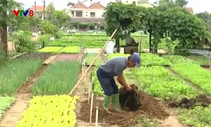 Làng rau Trà Quế kiên trì làm nông nghiệp sạch