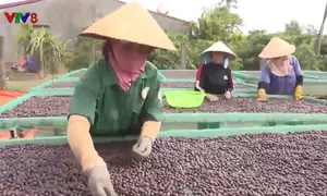 Thu hoạch cà phê cùng đồng bào Ba Na