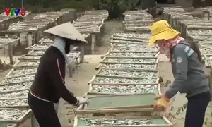 Giữ nghề truyền thống vùng biển