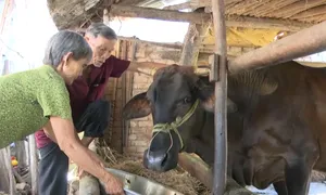 Giúp thoát nghèo từ "Ngân hàng bò"