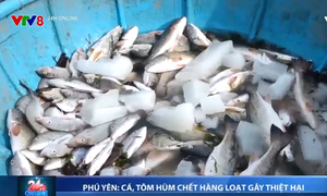 Cá, tôm hùm chết hàng loạt gây thiệt hại ở Phú Yên