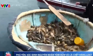 Phú Yên xác định nguyên nhân tôm hùm và cá chết hàng loạt tại Xuân Thịnh