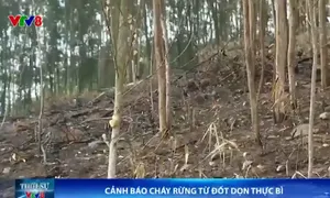 Cảnh báo cháy rừng do đốt dọn thực bì