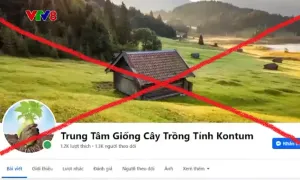 Kon Tum: Bắt giam đối tượng bán sâm Ngọc Linh giả