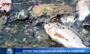 Trang trại lợn ở Thanh Hóa bị xử phạt 120 triệu đồng vì gây ô nhiễm môi trường