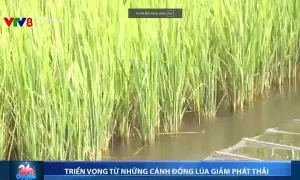 Triển vọng từ những cánh đồng lúa giảm phát thải