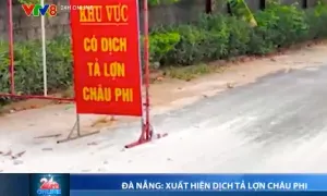 Phát hiện dịch tả lợn châu Phi ở hai xã, Đà Nẵng tạm dừng hoạt động giết mổ lợn tại vùng dịch