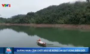 Quảng Nam nỗ lực bảo vệ rừng lim xanh quý vùng biên giới