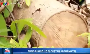 Rừng phòng hộ bị chặt hạ ở Quảng Trị