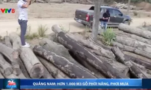 Quảng Nam: Hơn 1 ngàn m3 gỗ đang bị phơi nắng, phơi mưa