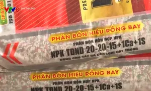 Hệ lụy từ phân bón giả, kém chất lượng