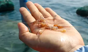 Hợp xướng kết nối văn hóa tại Hội An