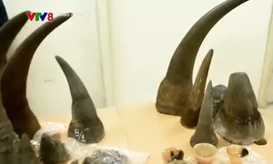 Thực hư giá trị sừng tê giác