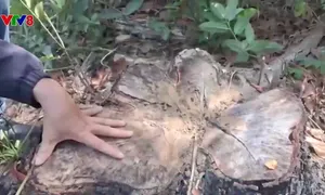 Rừng phòng hộ Phú Ninh ở Quảng Nam bị xâm hại