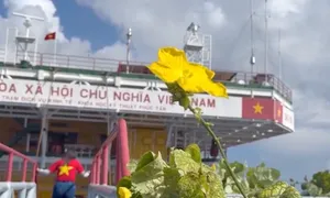 Mầm xanh trên nhà giàn