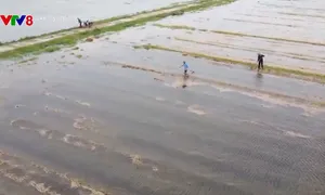 Nông dân Hà Tĩnh cứu lúa