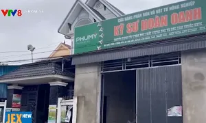 Hàng chục hecta lúa vụ chiêm xuân "mất trắng" ở Thanh Hóa