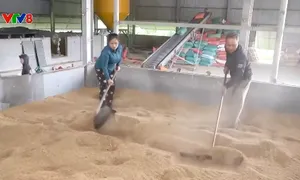 Người dân Hà Tĩnh gấp rút sấy lúa sau lũ
